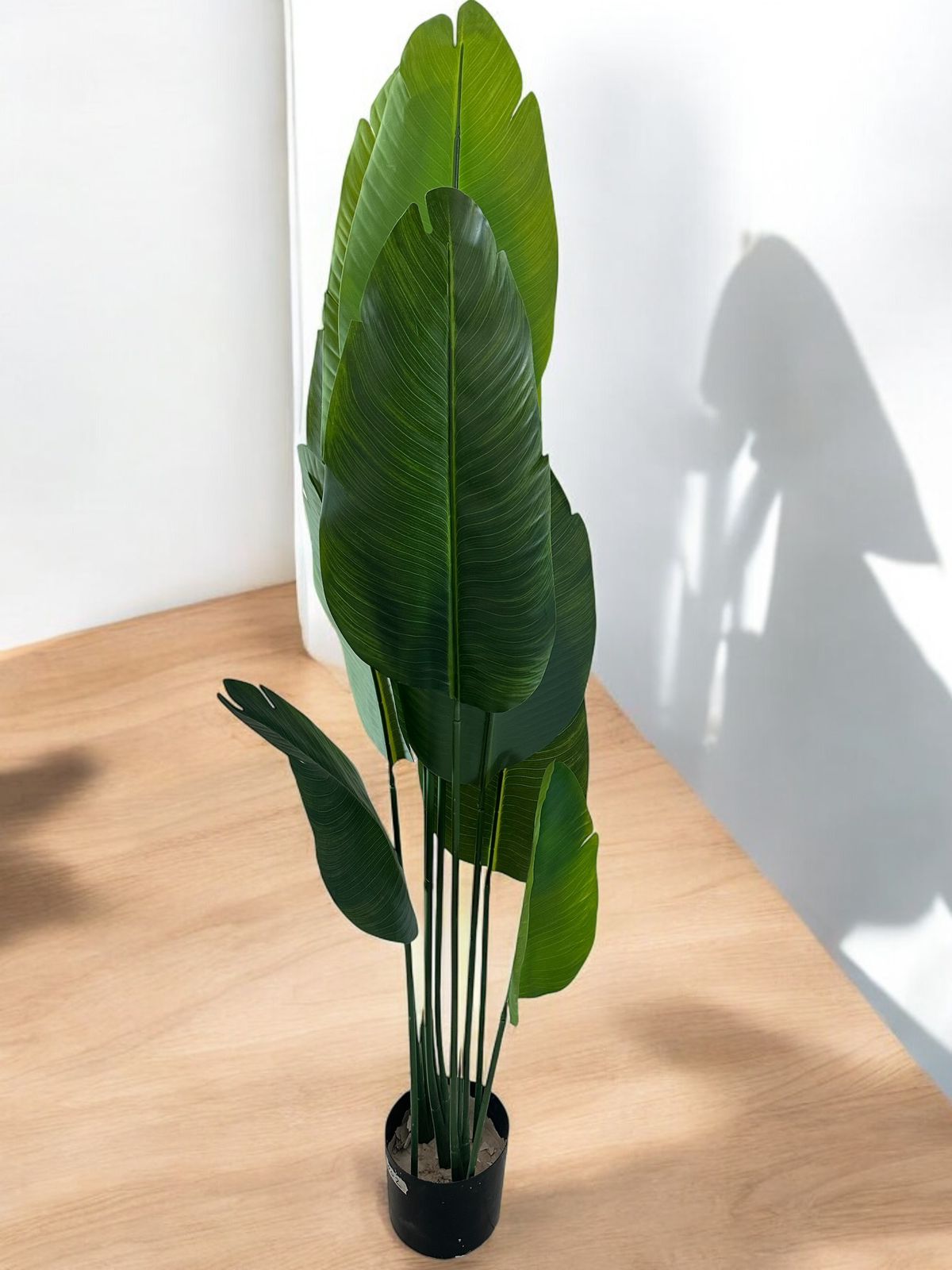 BANANA PALM 10-LEAVE