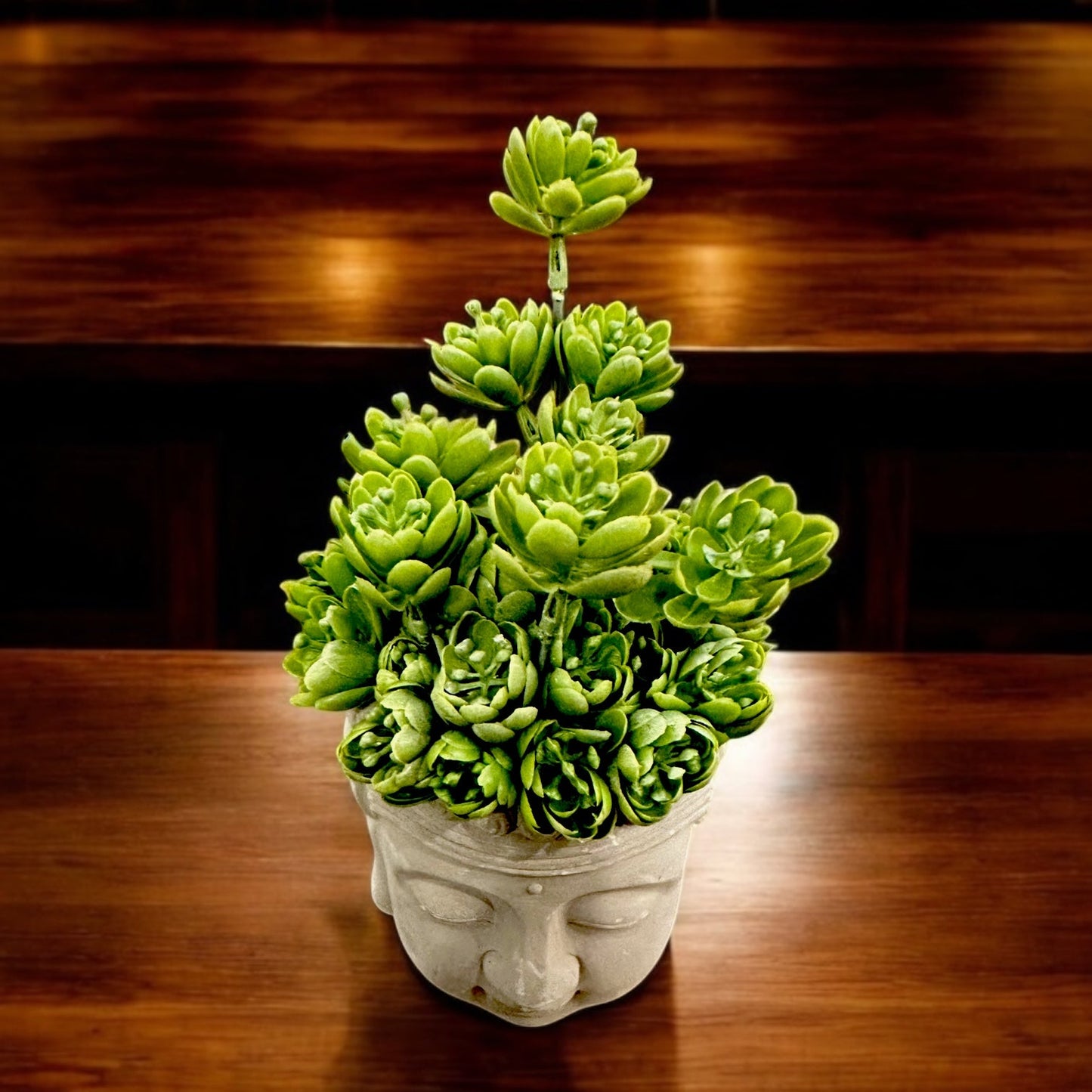 BUDDHA SUCCULENT PLANT