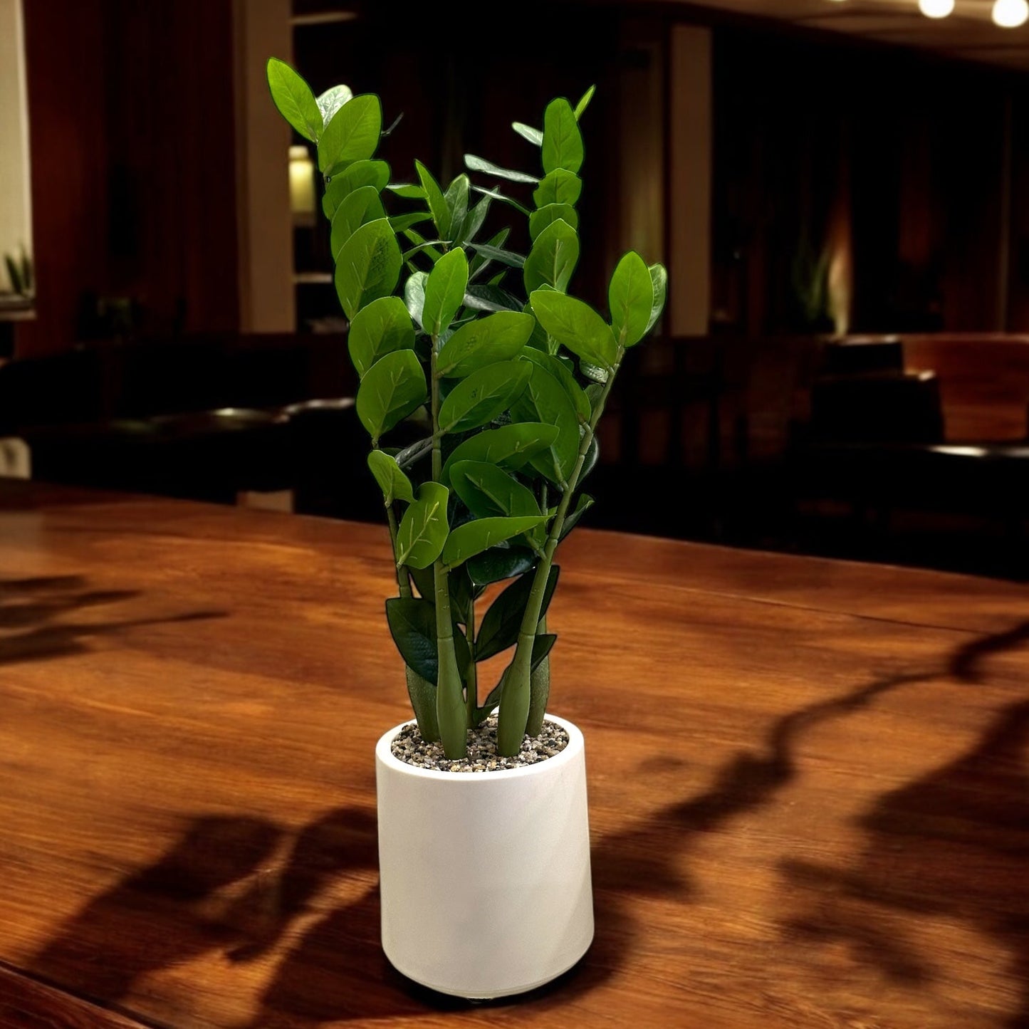 INDOOR ZZ PLANT WITH FIBER POT