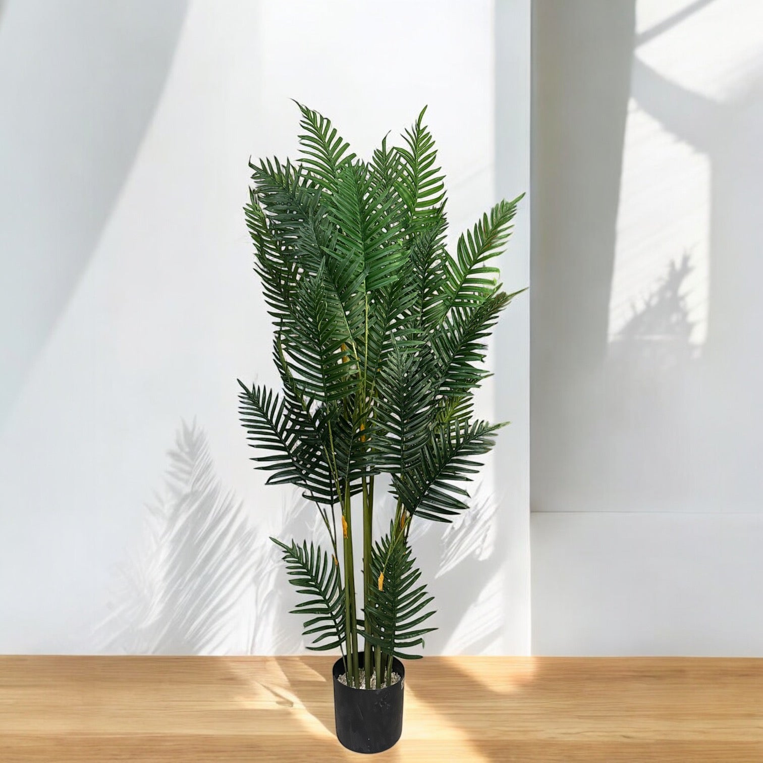 ARECA PALM