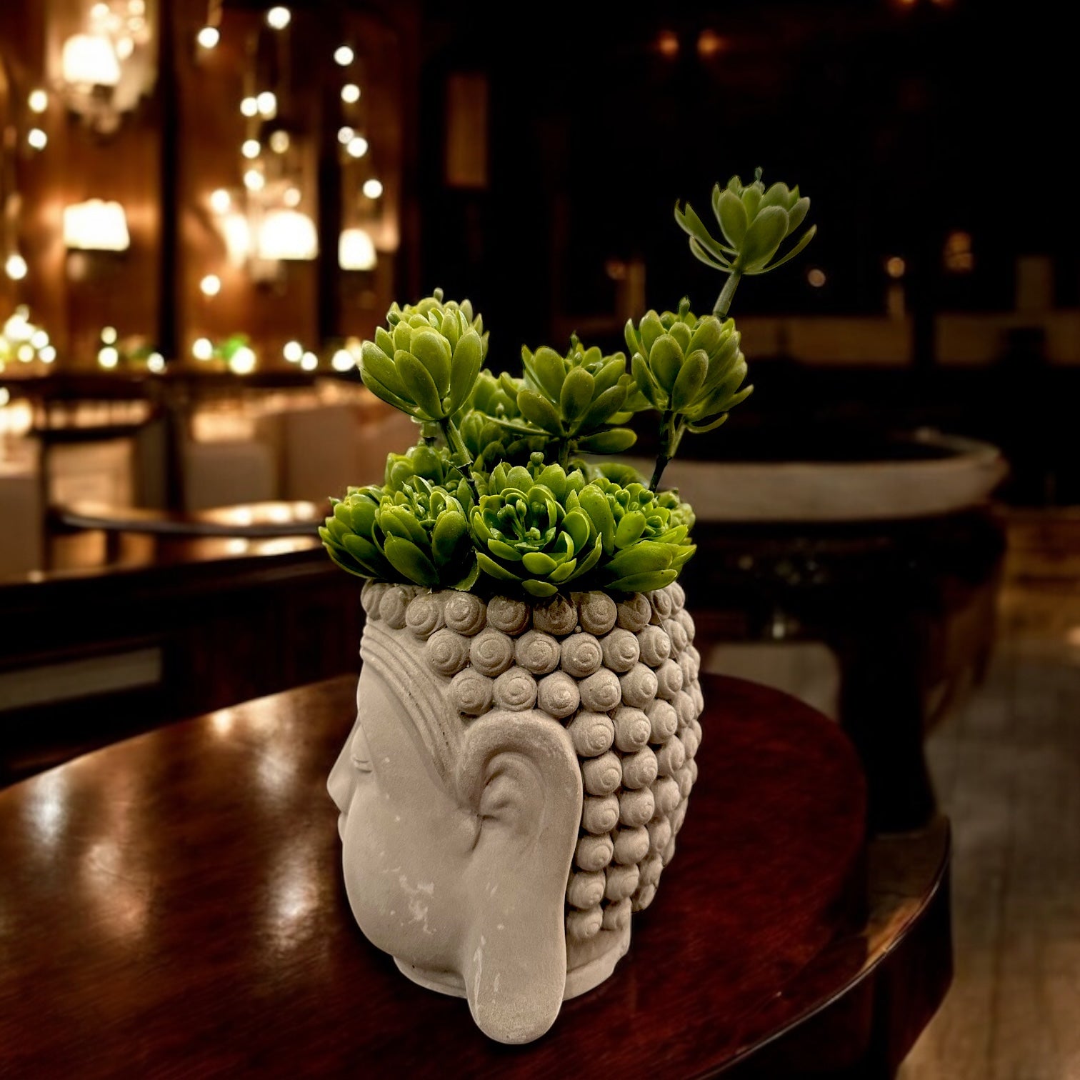 BUDDHA SUCCULENT PLANT