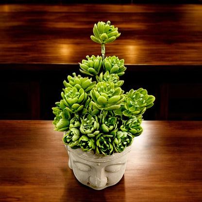 BUDDHA SUCCULENT PLANT