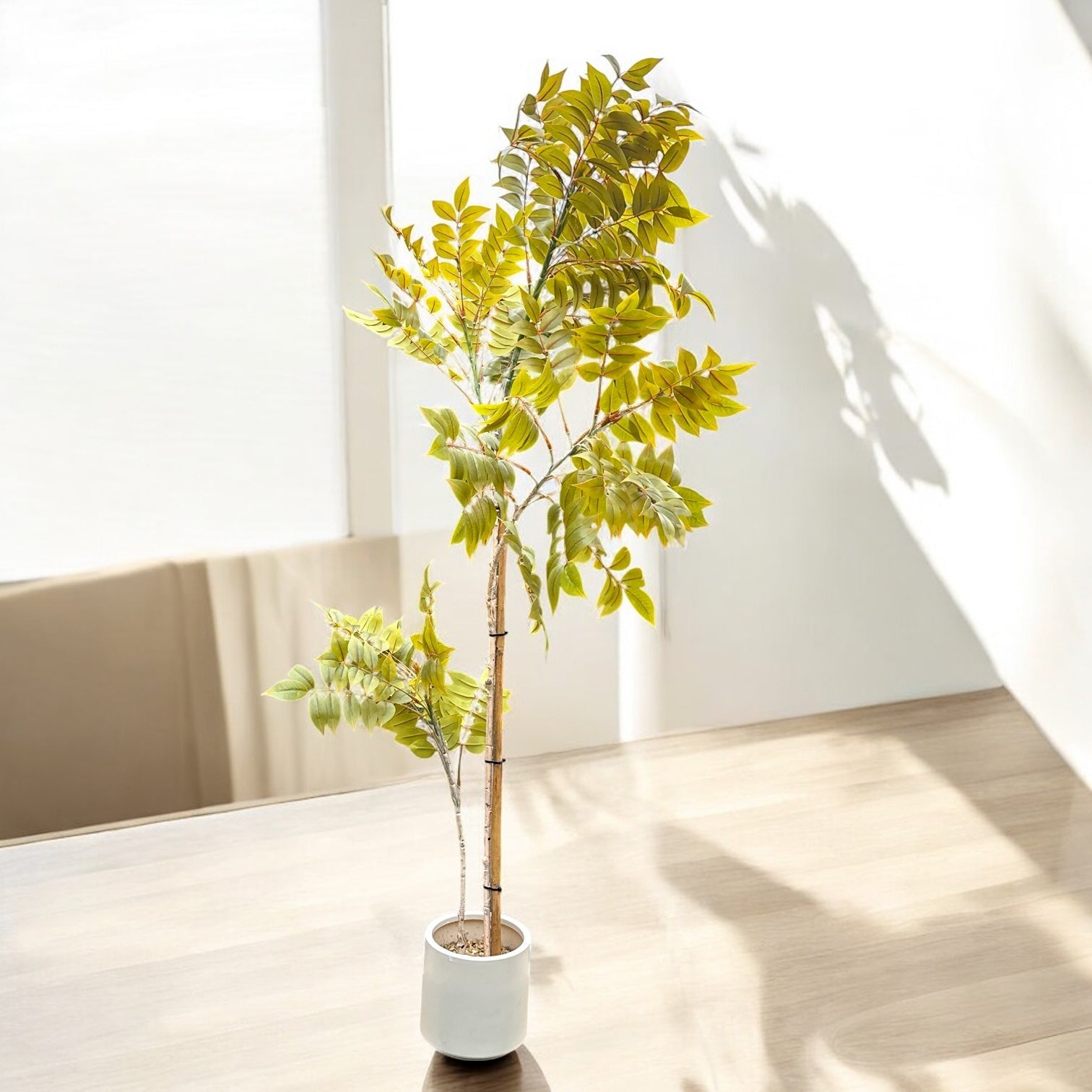WATER JASMINE WITH FIBRE POT