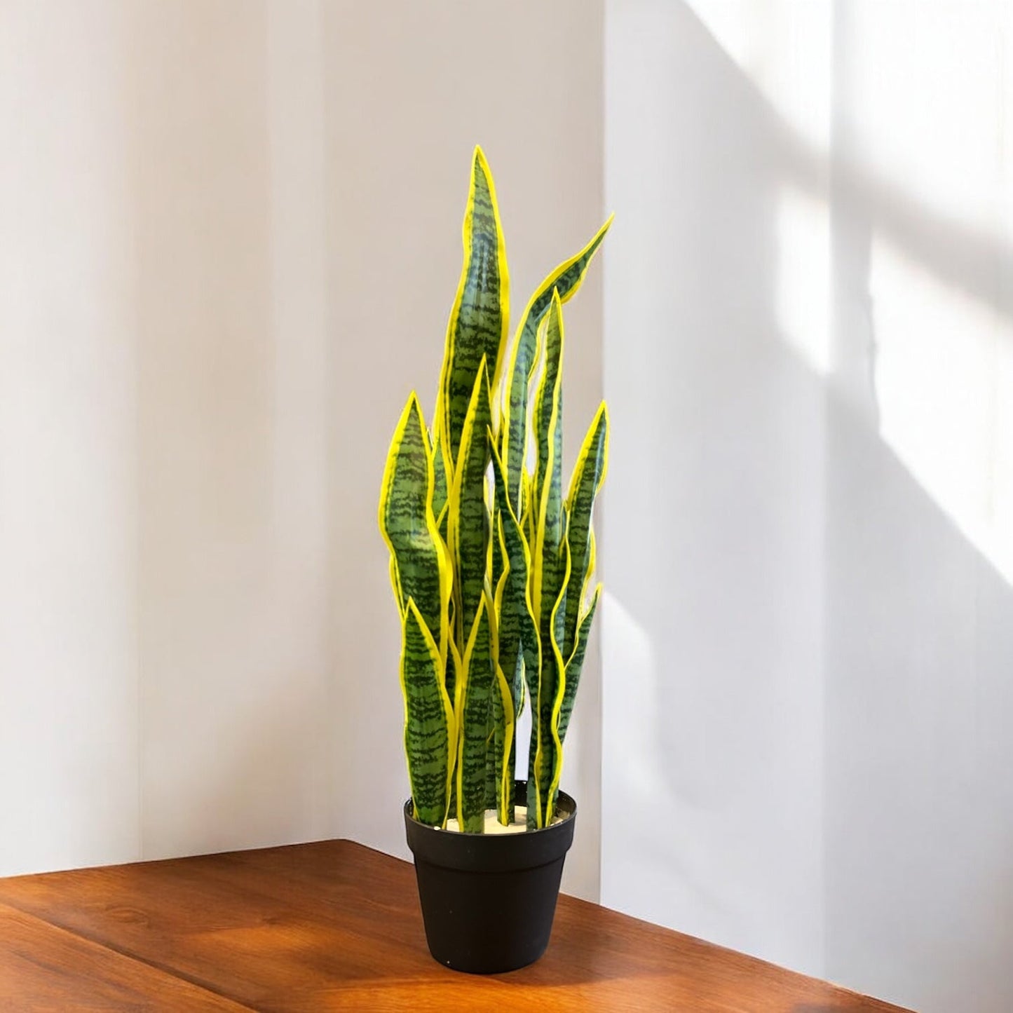 SNAKE PLANT