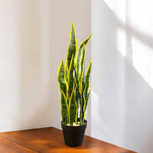 SNAKE PLANT